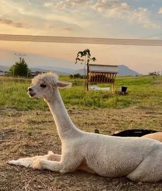 Biela alpaka leží na tráve vo výbehu Paca Garden, v pozadí západ slnka